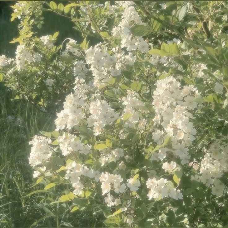Blossom